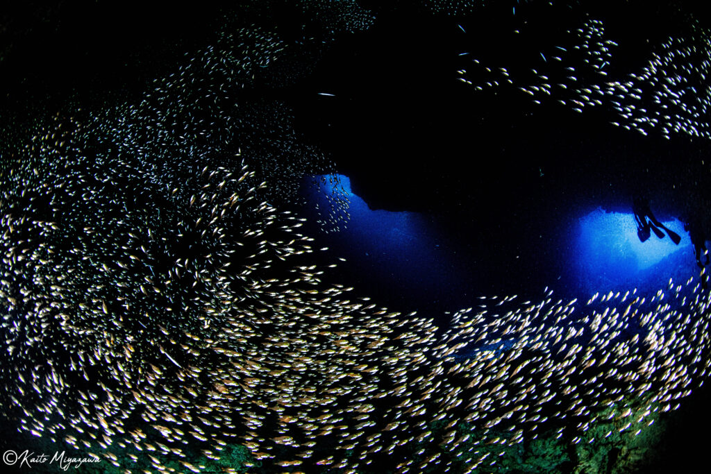 OCEAN — Kaito Miyazawa